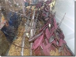 DSCN8429